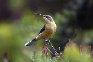 绿旋蜜雀 盔蜜雀
