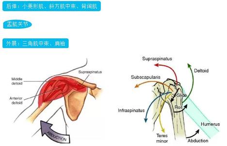 肩关节 肩关节核心知识点（干货）