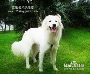 大白熊犬多少钱一只 大白熊狗 大白熊犬一般多少钱？大白熊犬价格如何？