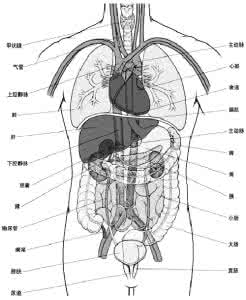 人体五脏六腑位置图图 人体内脏位置图【五脏与六腑图】