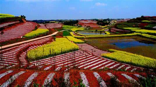 荣县红土地 四川荣县现最美红土地菜花田,五彩梯田春光美
