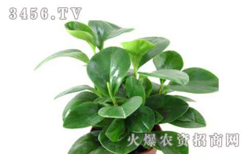 和田碧玉的功效与作用 碧玉的作用是什么？