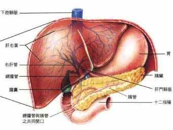 肝脏毒素 肝脏有没有毒素 一看这4个部位便知