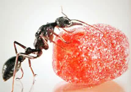 如何清除家里的蚂蚁 如何清除家里的蚂蚁？