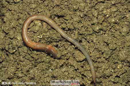 梦见蚯蚓 蚯蚓 梦见蚯蚓_蚯蚓