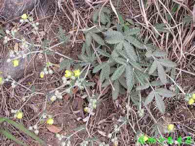 翻白草治疗糖尿病 刘志龙 治糖尿 病中药—翻白草