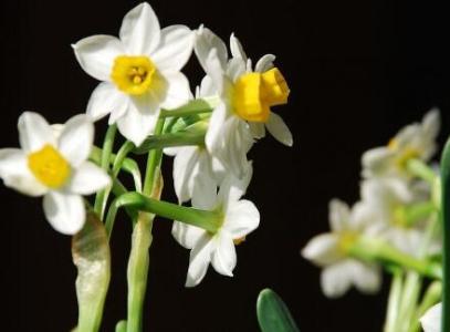 关于水仙花的知识 水仙花的知识：资料较详细请耐心看完