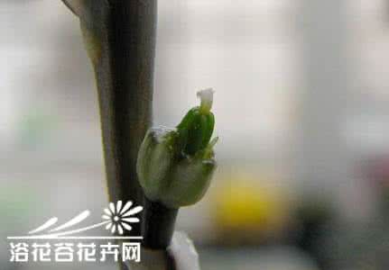 瓦苇属多肉植物写真集 瓦苇（十二卷）属的多肉植物授粉繁殖、杂交图解教程