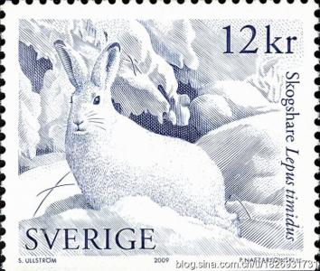 遗忘冬雪恋上exo 冬雪情思