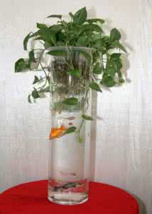 水养植物 居室保湿的10种水养植物