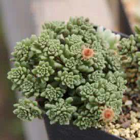 奇峰锦属多肉植物 新东方园艺：奇峰锦属多肉鉴赏