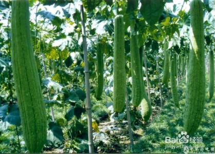 丝瓜的药用价值 丝瓜的药用价值 【丝瓜的药用价值】丝瓜有药用价值吗