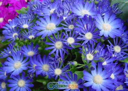 菊花茶的功效与作用 梦见菊花茶 梦见菊花