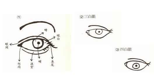 狐狸眼面相解析 面相大全之眼相解析