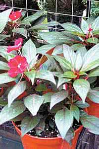 警惕这短信有毒 室内种毒花夫妻双双患癌 警惕52种花木