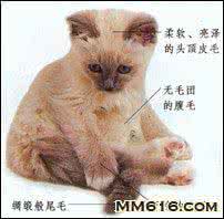 怎么给幼猫剪指甲 怎么给幼猫梳洗