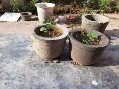 水泥花盆养花好吗 自制水泥花盆 养花高手水泥自制花盆，只需1元成本