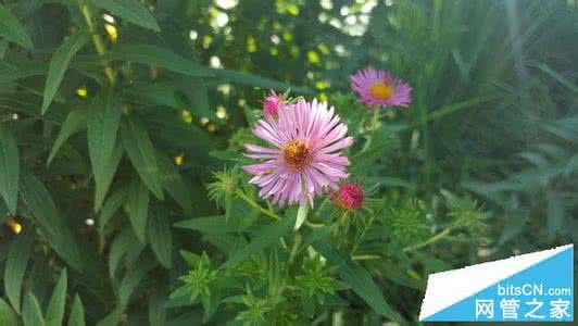 三星s7拍照样张 galaxy s7样张 苹果居然输了!三星Galaxy S6/iPhone6拍摄样张对比评测