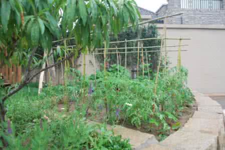 园艺大赛作品 【园艺】园艺大赛作品：送你一叶花之舟