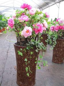 牡丹花种植技术 牡丹种植 牡丹花种植技术