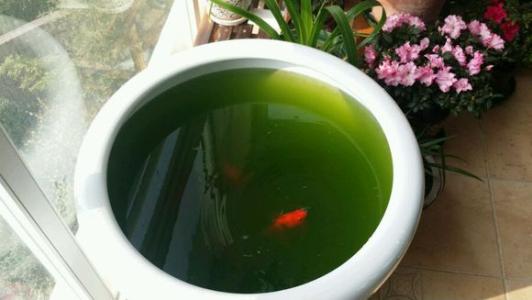 古法养金鱼 古法养金鱼!一般人不知道!