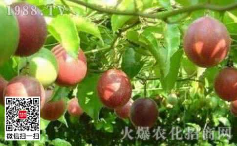 百香果种植方法 百香果种植方法 【百香果种植方法】百香果怎么植