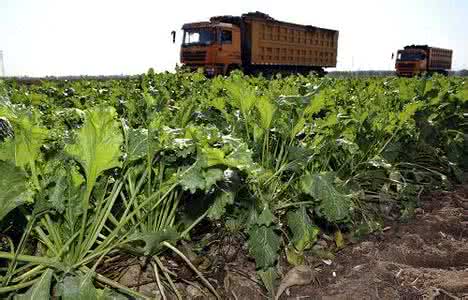 成套小型甜菜制糖设备 甜菜制糖