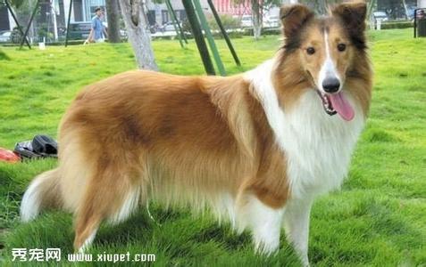 狗狗中暑怎么治疗方法 狗狗中暑的症状及治疗方法