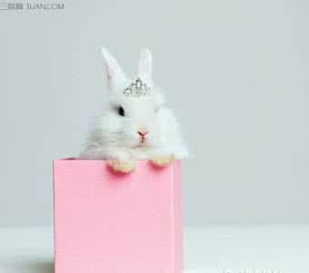 兔子狂犬病发病症状 让兔子少发病的几个小技巧