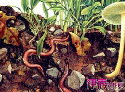 女人梦见很多蚯蚓 女人梦见很多蚯蚓 女人梦见蚯蚓