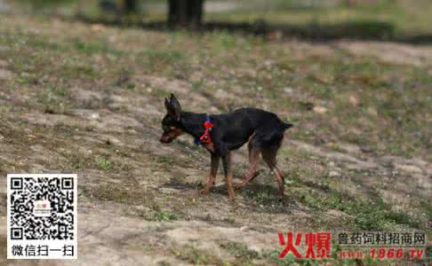 迷你杜宾犬 迷你杜宾犬 迷你杜宾犬吃什么