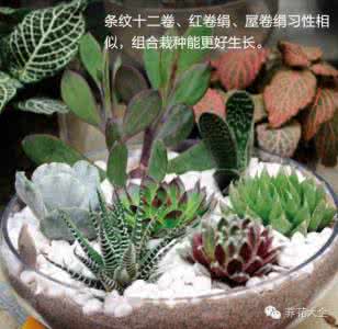 多肉植物常见问题 多肉新手13个常见问题大揭秘，学会就是高手！