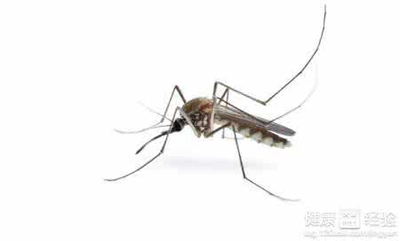 夏天防蚊子的方法 夏天有什么除蚊子的好方法?