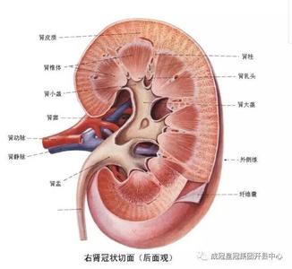 婴儿洗澡耳朵进水症状 出现这些症状，赶紧给内脏洗个澡
