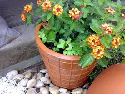 什么花草驱蚊虫 室内花草大全 室内花草有虫如何处理