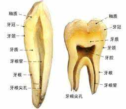 牙根外露怎么治 牙根外露最佳的保护方法