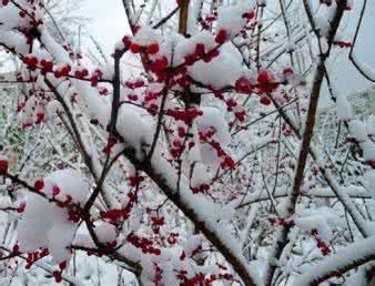冬天梅花雪景图片 唯美雪景意境图片 点点梅花映雪景 为您介绍充满意境美的梅花碧玺