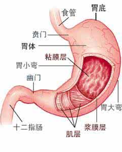 胃胀气顶着心口难受 胃胀气顶着心口难受 胃胀？胃难受？男人保“胃”攻略战