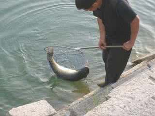 太行平湖钓鱼有大鱼没 钓大鱼有六个必要条件你知道吗?