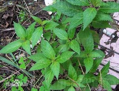 溪黄草 晚期肝癌溪黄草治愈