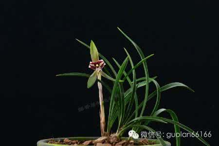 大龙胭脂 艳羡四座的大龙胭脂如何找寻