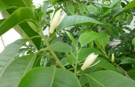 白兰花病虫害防治 白兰花养护技术 白兰花树的病虫害防治及日常养护措施