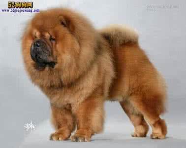 松狮犬能长多大 松狮犬长多大 松狮犬能长多大 标准体型是多大