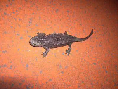 细痣疣螈 细痣疣螈(图)