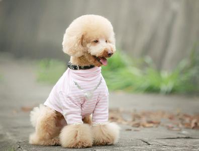 贵宾犬饲养方法 贵宾犬饲养要注意六个事项