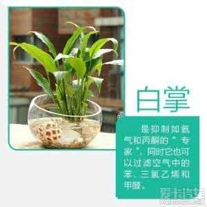 吸毒王植物 【家庭养花】9款“吸毒”植物，选一盆搬回家吧