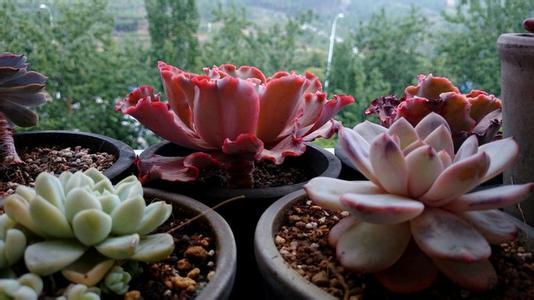 女王花笠和高砂之翁 女王花笠和高砂之翁 女王花笠日常养护方法