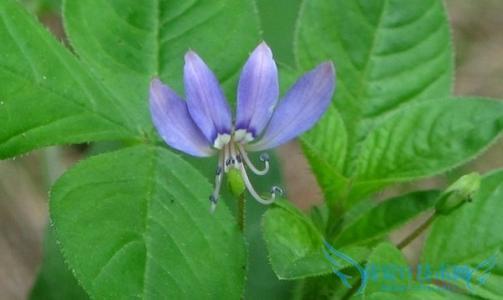 白花菜有什么作用 白花菜有什么作用及做法