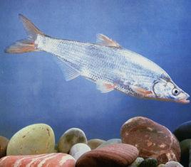 短尾鲌 短臀近红鲌