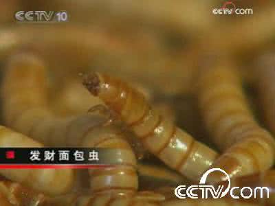 皮肤瘙痒难忍怎么办 和千万只虫子同床共枕 难怪你瘙痒难忍